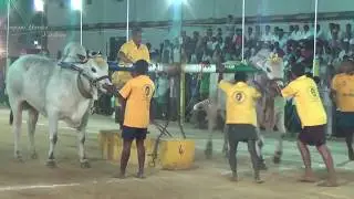 2018 - Tenali ongole bull race -(న్యూ కేటగిరీ)D.V.R Memorial, Kanuru, - 4800 feet 1st place