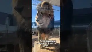 🌟 Discover Lion Habitat Ranch in Las Vegas! 🦁✨