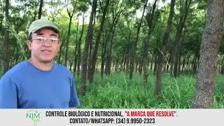 215 - Nim Indiano - &Aacute;rvore Ideal para ILPF, Alta Rentabilidade