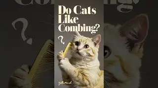 Do cats like being combed? #understandingcats #kitten #cats @UnderstandingCats