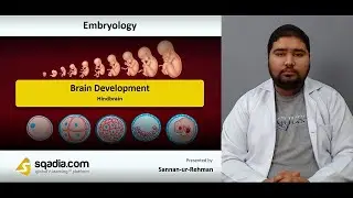 Brain Development | Hindbrain | Embryology Lecture Library | Medical Student V-Learning