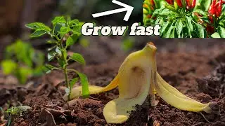 Top Free Vegetable Gardening Hacks for Grow Fast 🍃#grow
