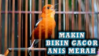 ANIS MERAH JADI GACOR  MENDENGAR PANCINGAN INI #pancingananismerah