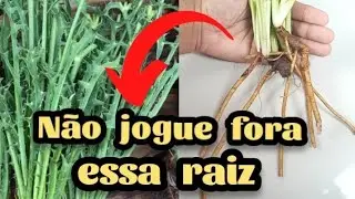 Descubra o segredo  dessa raiz de coentro do mato