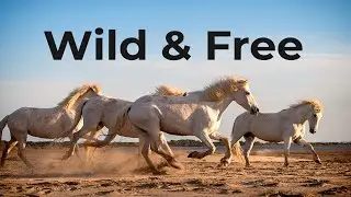 horses running with happy feelings music, emotional  benefits to spend time with horses music video
