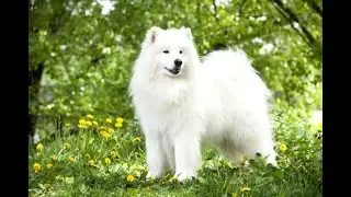 Top 10 Most BEAUTIFUL DOG BREEDS in the World