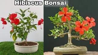 How to make Hibiscus Bonsai | Hibiscus plant