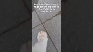 paw video 💕 #explorepage #giveasia #communitycats #cat #fundraiser #reels