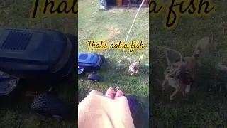 Here fishy fishy #malinois #malinmutt #fishing #dog #offgrid #offgridfarm #pupper #dogs #dogshorts