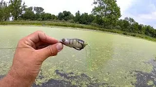 BANK FISHING with Frogs in the THICK Grass!!