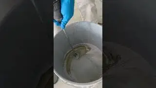Best way to mix epoxy and hardner together just blend it #epoxy #floor #painting #satisfying