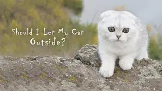 Should I Let My Cat Outside? |  Indoors or Outdoors cats - pros and cons