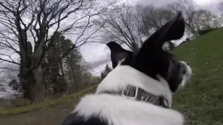Bobby Goes Super Fast: Fake Squirrel Trick on Dog