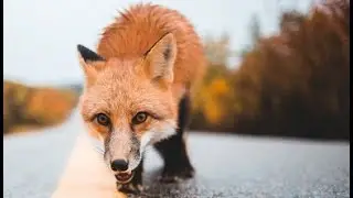 1 Hour Сalm, Cinematic, Fantasy, Classical, Instrumental, Soundtrack [No Copyright Sound] [FREE USE]