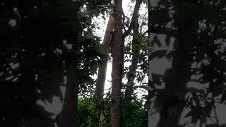 bergelayutan di atas dahan dan ranting