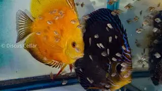 Stendker Fire Red/German Wonder Discus cross two week old fry.