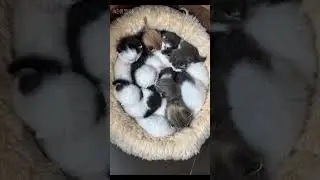 Kittens Snuggle Puddle #cute #kitten #cat #catlover #snuggly  #pets #cuteanimals #miaw #animals