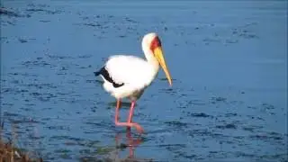 Yellow-billed Stork wading