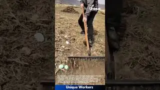 Planting eggs: a strange farming experiment