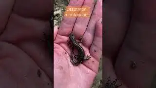 Тритон карпатський. Lissotriton montandoni. Carpathian newt