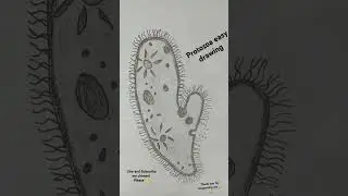 Protozoa easy drawing