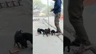 Save Dogs##animalshorts