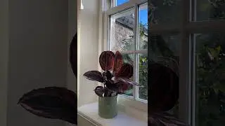 Calatheas Timelapse