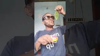 Eating tiny mango with dry spicysalt#food#epiceating#tropicalfruit#mukbang#epiceats