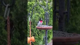 Rose breasted grossbeak - male