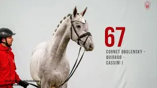 Reitpferdek&ouml;rung 2024 Katnr.67 Cornet Obolensky - Quirado - Cassini I