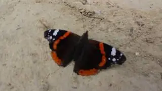 Beautiful Butterfly, Admiral, at Andrew Descent in Kiev, Ukraine (ENGLISH)