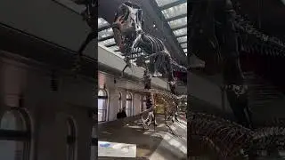 T-Rex Fossil in Natural History Museum, Los Angeles #dinosaur #jurassicpark #jurassicworld #trex