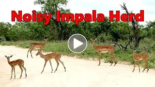 Noisy Impala Herd With Babies Crossing the Road