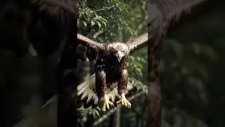 Golden eagle swoops on prey in forest, intense suspense, #ai #eagle #wildlife #shorts #viral #thrill