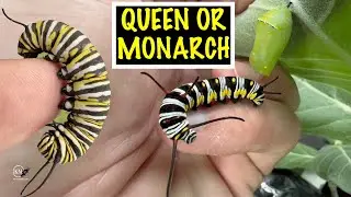 MONARCH AND QUEEN BUTTERFLY CATERPILLARS   WHAT'S THE DIFFERENCE?
