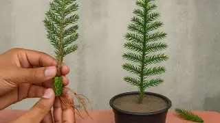 How To Grow Christmas Tree with cutting | #plants #christmas #gardeningtips @PinkeshMali971