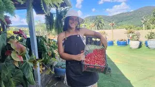 Colheita de tomate pra consumo proprio