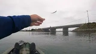 How to get FREE bait in the HARBOR...and catch FISH!