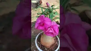S-blooms nursery #guntur