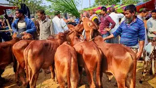 ০২/১২/২৫ আজকের হাটে শাহিওয়াল ষাড় বাছুর এর ধামাকা অফার ছিলো। 