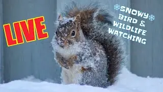 ❄️ Snowy Bird & Wildlife Feeder Cam