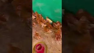 lohman Brown hens