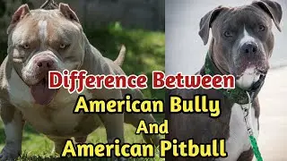 Difference Between American Bully And American Pitbull //American Bully Or American Pitbull Me Antar
