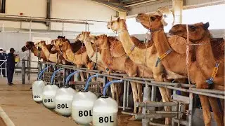 Automatic Camel Milking Technology 🐪 - Modern Camel Milk Ice Cream Production in Factory