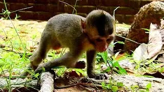 Lola bond broken can join again, after recover, So cute baby Monkey Lola!