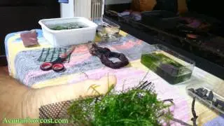 Legare piante acquario parte 2 - microsorum anubias riccia ed altre piante