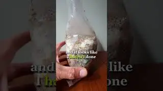 🍄💀 Moldy Mycelium?! Trying to Save It Anyway! #MushroomFail