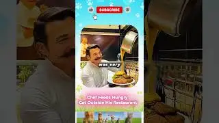 Chef Feeds Hungry Cat Outside His Restaurant | Heartwarming Rescue Moment