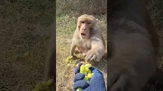 The monkey ate grapes in the morning#tranding#newmonkeyvideo#