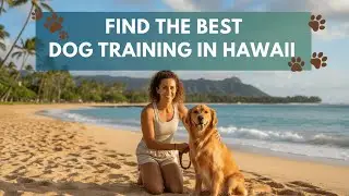 Find the Best Dog Training in Hawaii